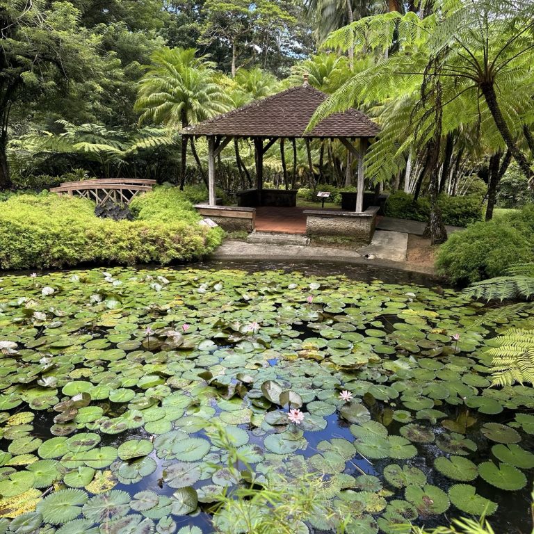 Jardin de Balata à Fort-de-France - jardin tropical - bassin