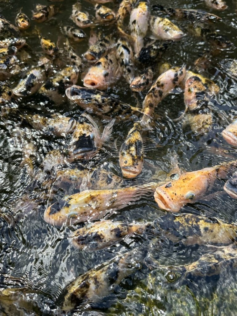 Jardin de Balata à Fort-de-France - jardin tropical - poisson