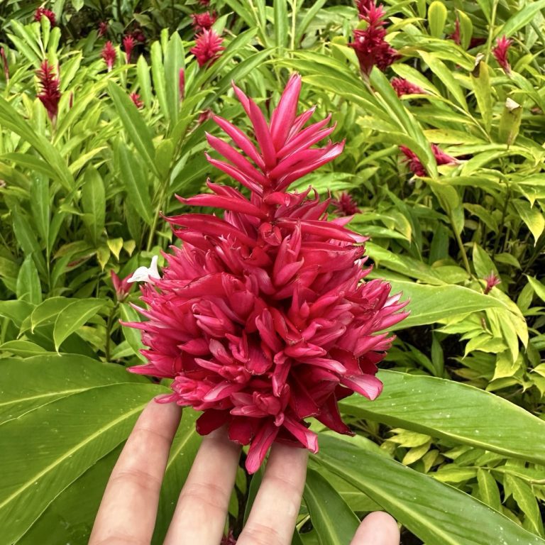 Jardin de Balata à Fort-de-France - jardin tropical - rose de porcelaine