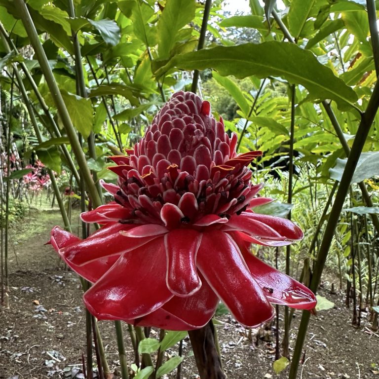 Jardin de Balata à Fort-de-France - jardin tropical - rose de porcelaine