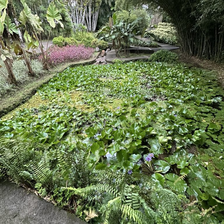 Jardin de Balata à Fort-de-France - jardin tropical - bassin