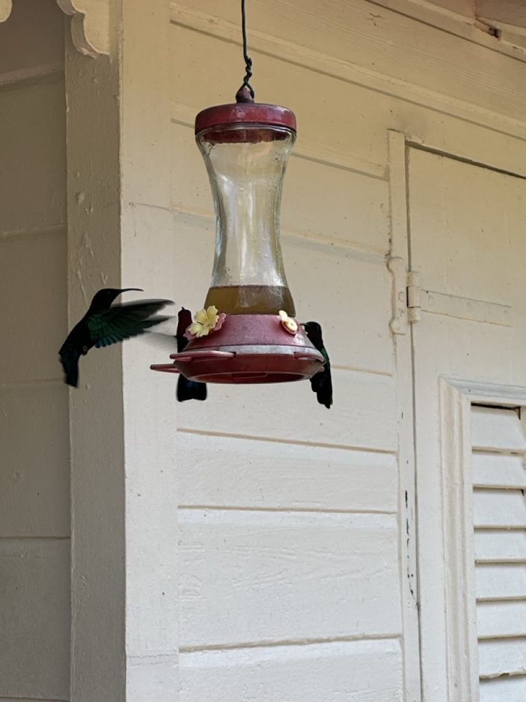 Jardin de Balata à Fort-de-France - colibri