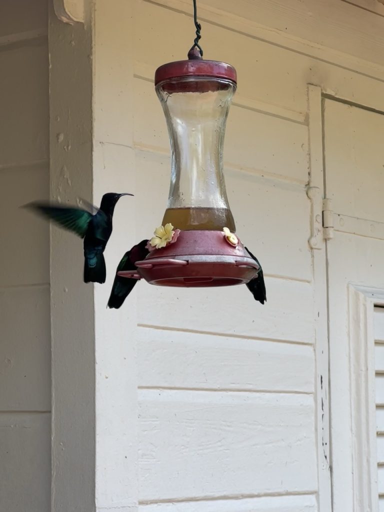Jardin de Balata à Fort-de-France - colibri