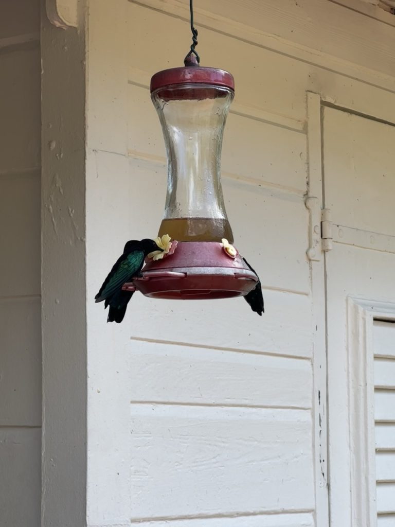 Jardin de Balata à Fort-de-France - colibri
