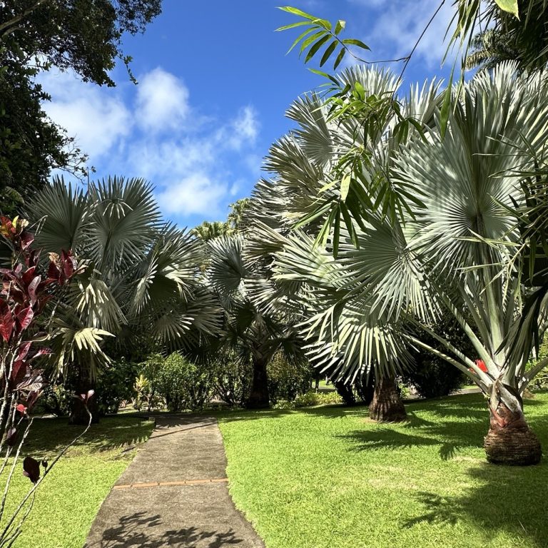 Jardin de Balata à Fort-de-France - jardin tropical