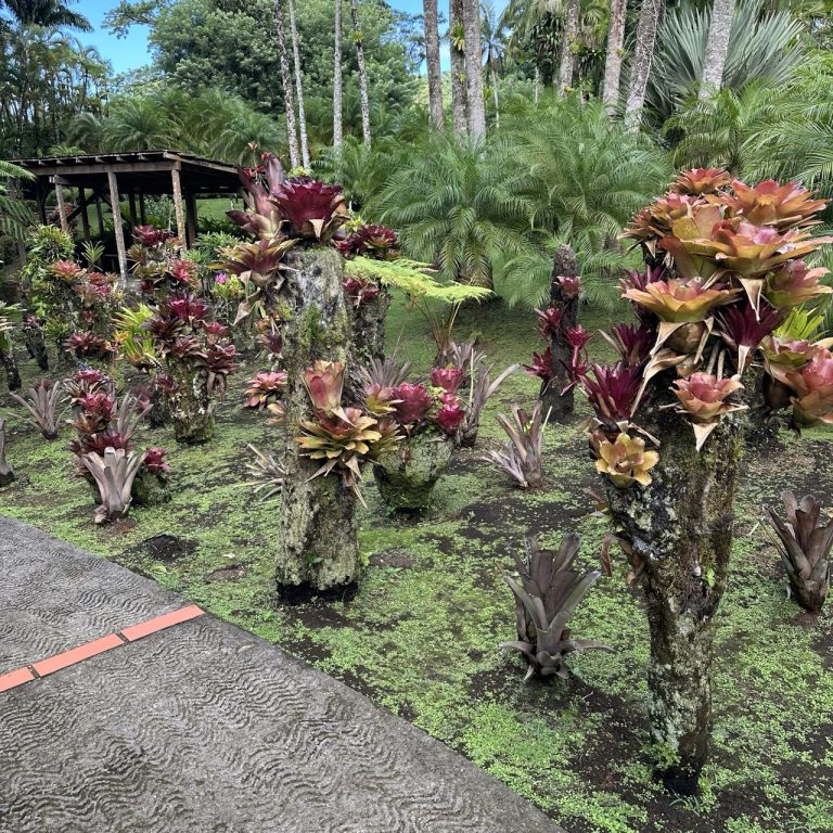 Jardin de Balata à Fort-de-France - jardin tropical - fleurs