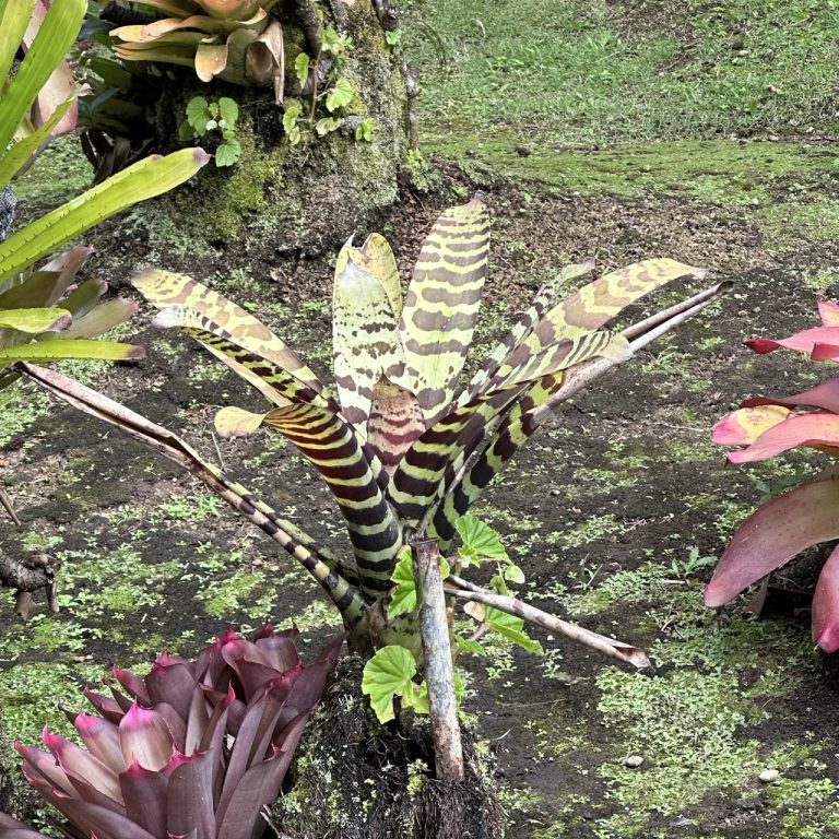 Jardin de Balata à Fort-de-France - jardin tropical - plantes