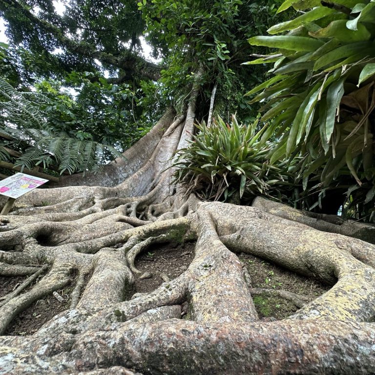 Jardin de Balata à Fort-de-France - jardin tropical - arbre