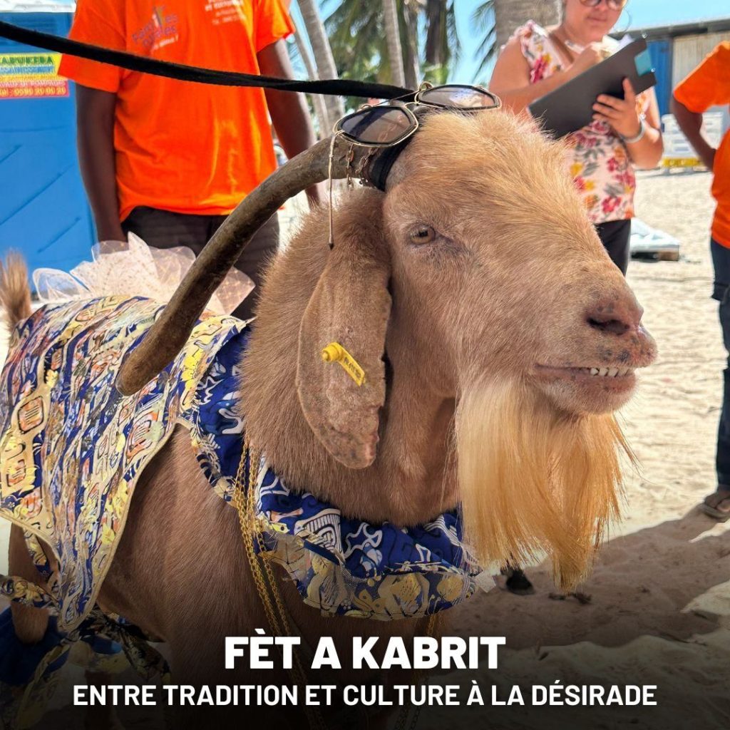 Fèt a Kabrit à La Désirade, traditions et culture