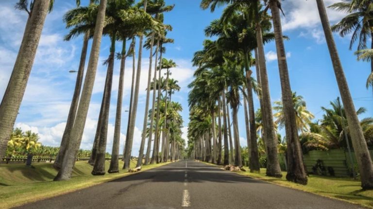 Allée Dumanoir à Capesterre-Belle-Eau en Guadeloupe, route bordée de palmiers royaux avec perspective emblématique, point de vue incontournable et activité à faire en Basse-Terre.