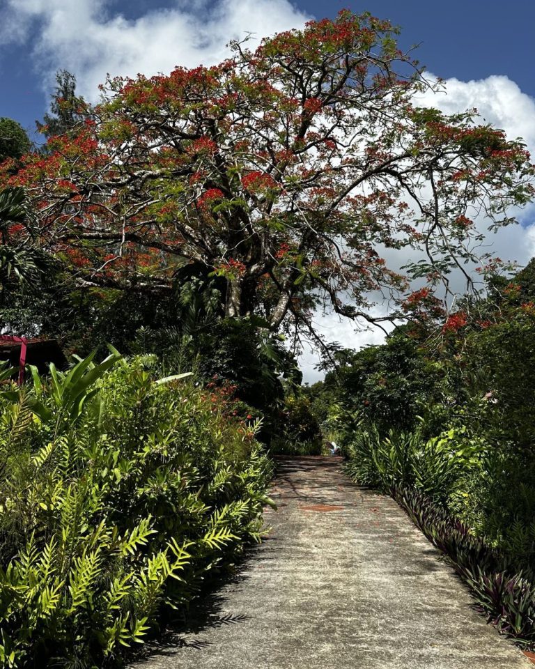 Allée du Jardin botanique de Valombreuse à Petit-Bourg en Guadeloupe bordée de végétation tropicale et d’un flamboyant en fleurs.