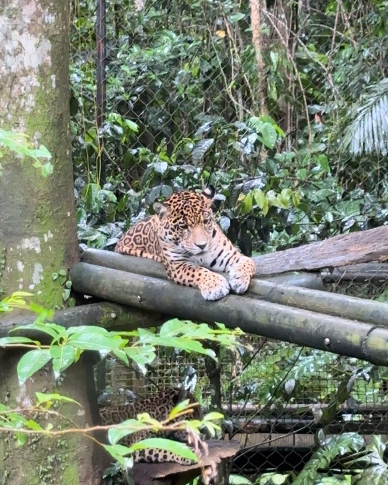 Jeune jaguar au Zoo de Guadeloupe à Bouillante reposant sur une structure en bois au cœur de la végétation tropicale.