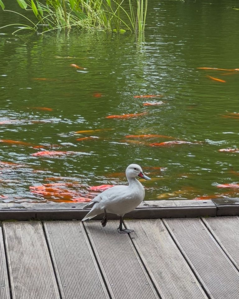 Canard blanc au bord d’un bassin avec carpes koï au Jardin botanique de Deshaies en Guadeloupe, ambiance nature et détente.