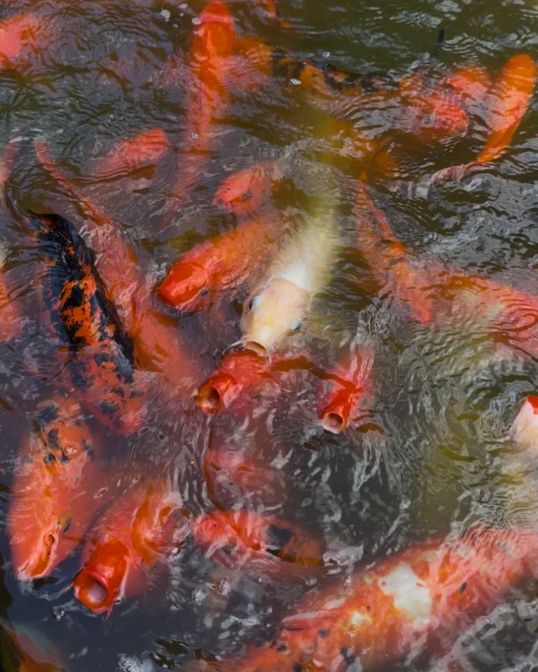 Carpes koï dans un bassin au Jardin botanique de Deshaies en Guadeloupe, poissons colorés et ambiance apaisante en pleine nature.