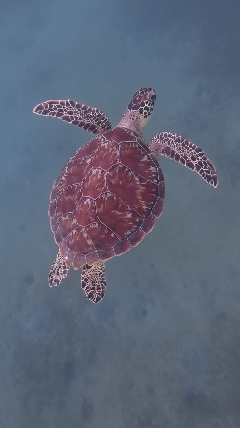 Observation d’une tortue marine en Guadeloupe lors d’une excursion Crystal Boat à Pointe-Noire, activité en bateau transparent permettant de voir la faune marine dans son environnement naturel.