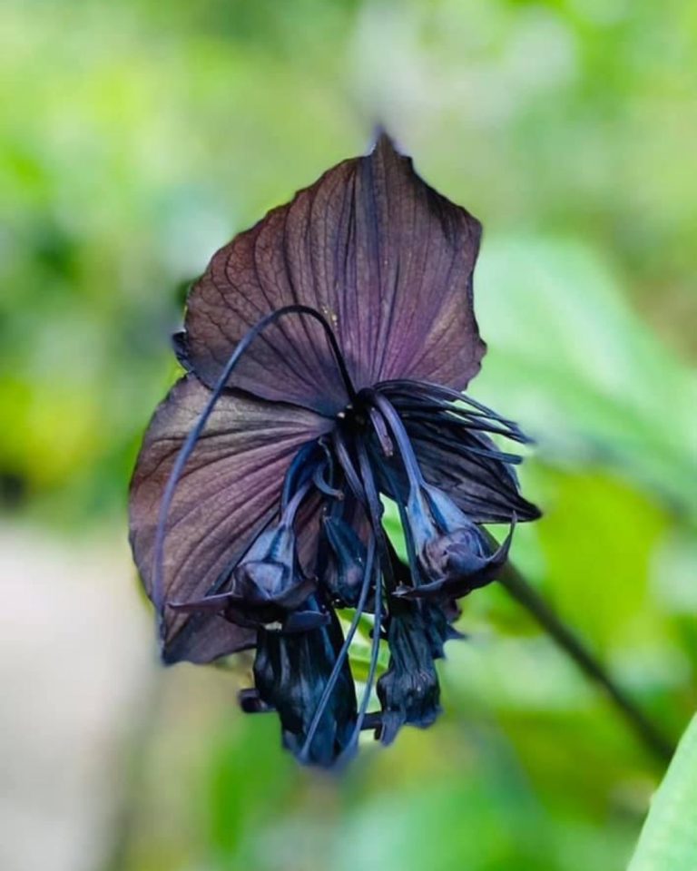 Fleur noire exotique au Jardin botanique de Valombreuse à Petit-Bourg en Guadeloupe, plante rare et végétation tropicale.