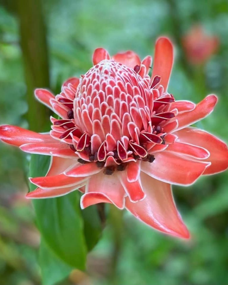 Rose de porcelaine au Jardin botanique de Valombreuse à Petit-Bourg en Guadeloupe, fleur tropicale aux formes uniques et végétation exotique.