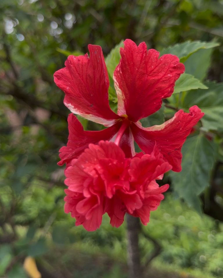 Fleur d’hibiscus rouge au Jardin botanique de Deshaies en Guadeloupe avec pétales éclatants et végétation tropicale en arrière-plan.