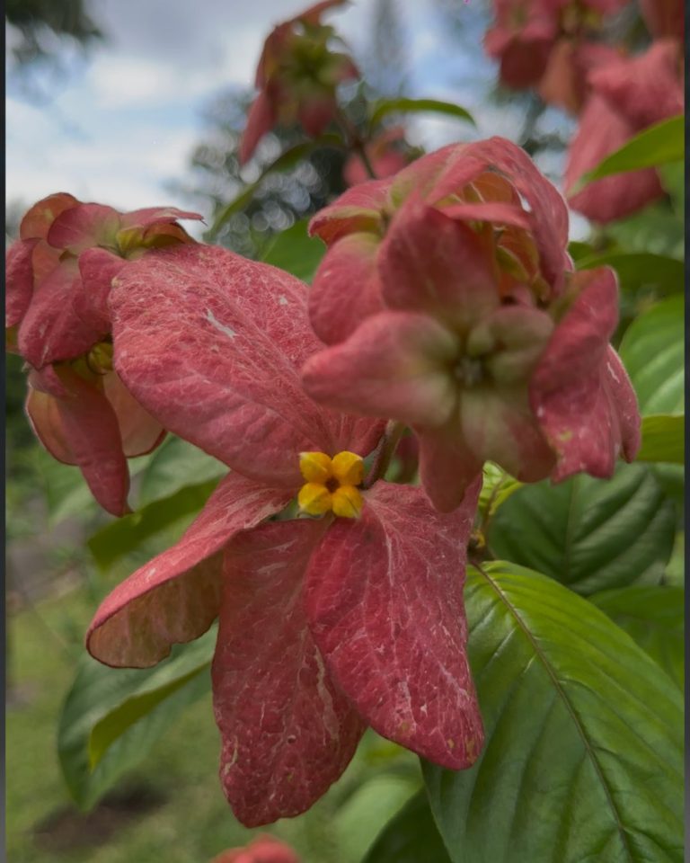 Fleur rouge tropicale au Jardin botanique de Deshaies en Guadeloupe avec feuillage vert et flore exotique.