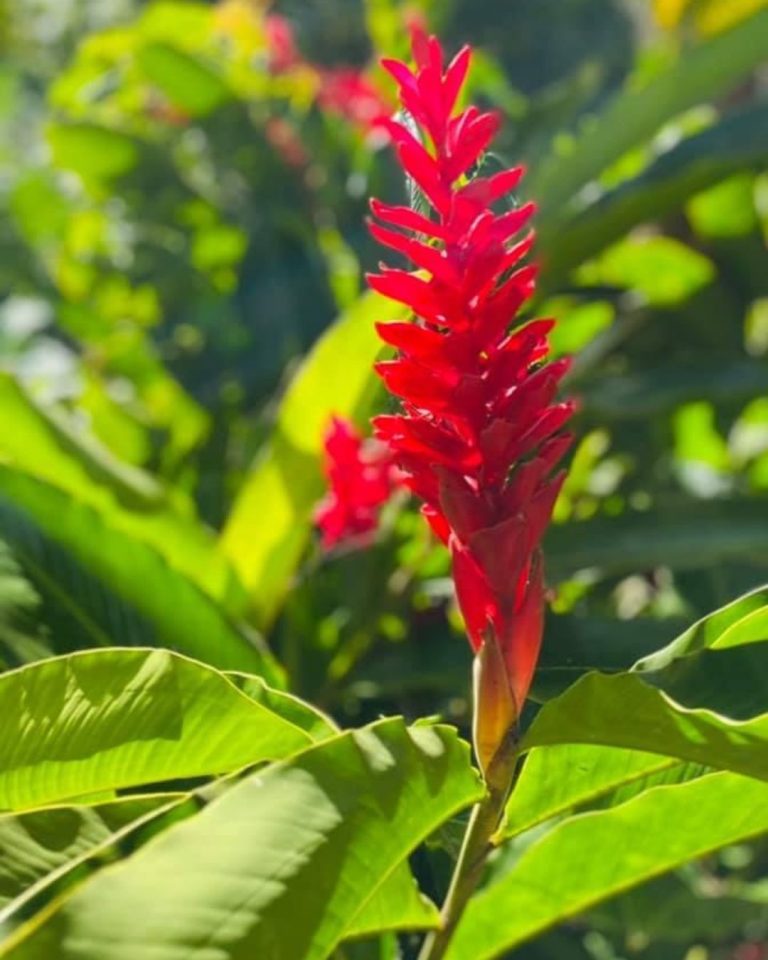 Fleur tropicale rouge au Jardin botanique de Valombreuse à Petit-Bourg en Guadeloupe, végétation exotique et nature luxuriante.