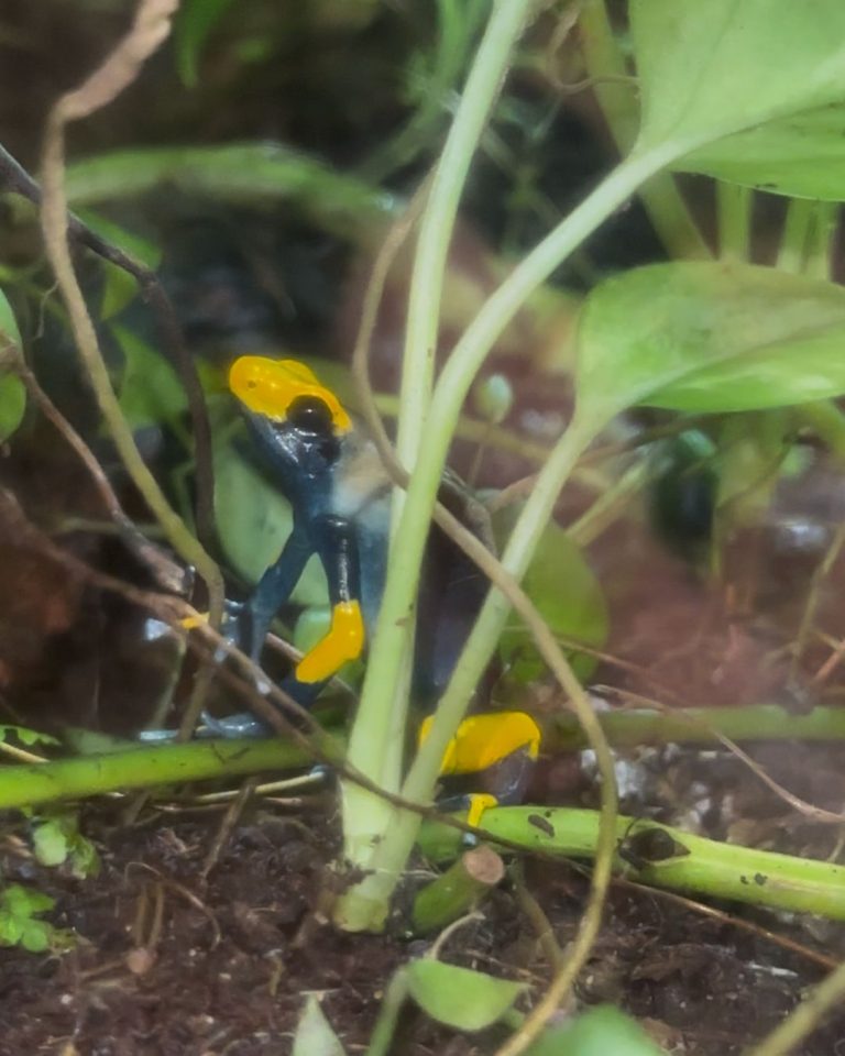 Petite grenouille colorée au Zoo de Guadeloupe à Bouillante avec teintes jaunes et noires au milieu de la végétation tropicale humide.