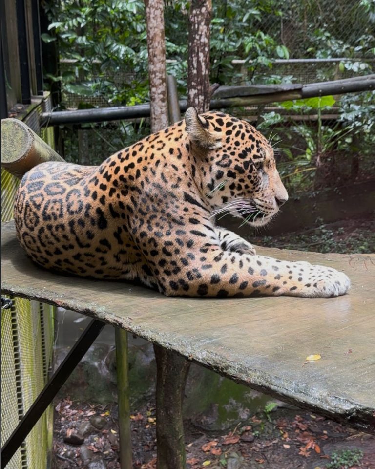 Jaguar au Zoo de Guadeloupe à Bouillante allongé sur une plateforme en bois au cœur de la forêt tropicale.
