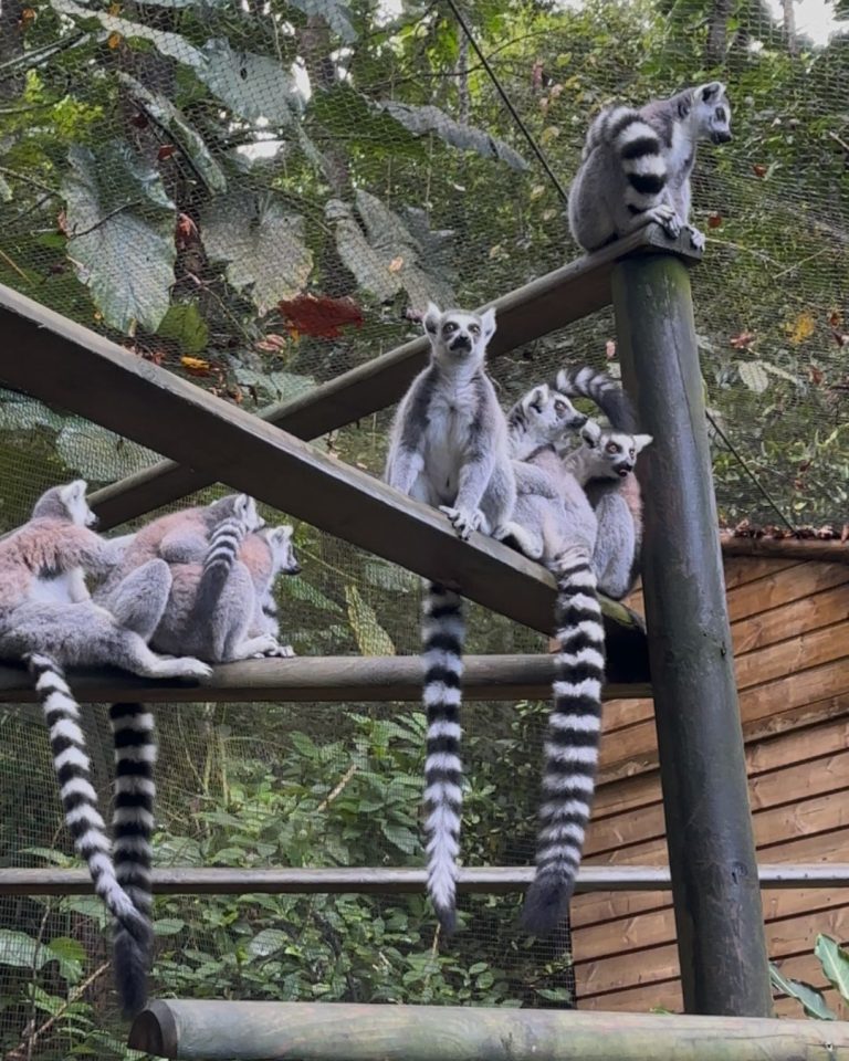 Groupe de makis catta au Zoo de Guadeloupe à Bouillante perchés sur des structures en bois dans un environnement tropical.