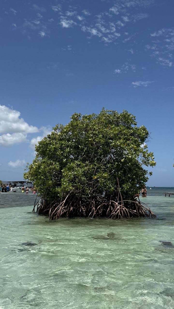 Découverte de la mangrove du Grand Cul-de-Sac Marin à Sainte-Rose en Guadeloupe lors d’une excursion Panamax Excursions au départ de la marina du Gosier, paysage naturel avec racines de palétuviers dans l’eau turquoise.