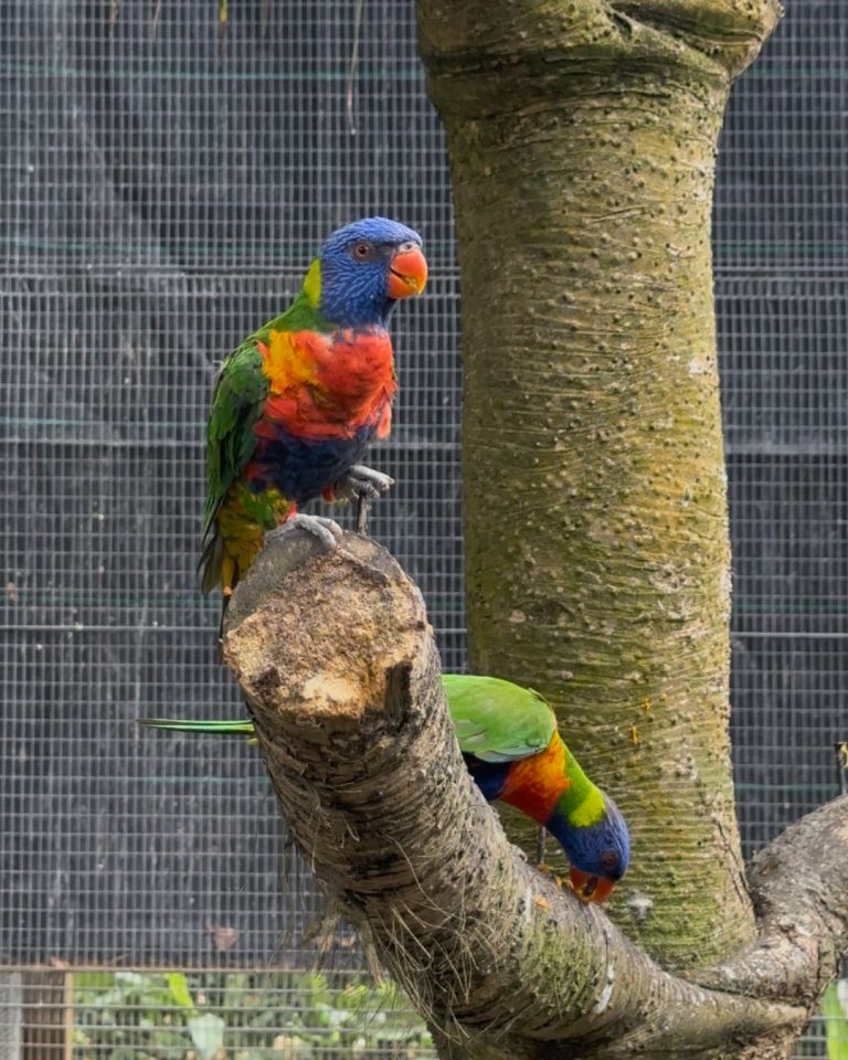 Perruches loriquets colorées au Jardin botanique de Deshaies en Guadeloupe, oiseaux exotiques dans un environnement tropical.