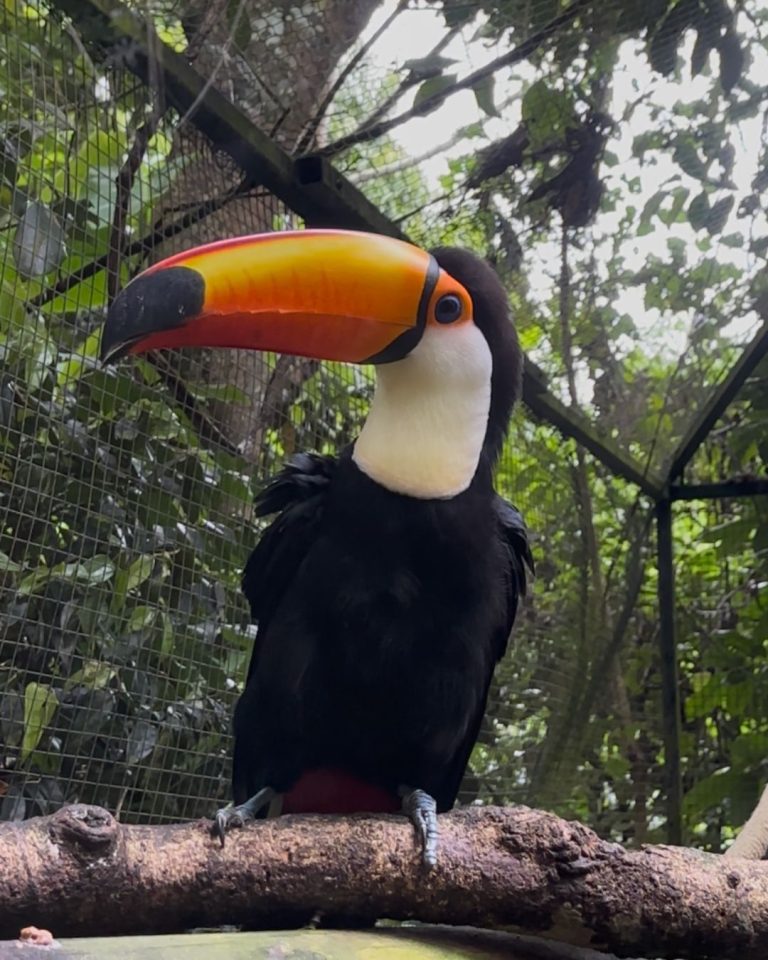 Toucan au Zoo de Guadeloupe à Bouillante perché sur une branche avec son bec coloré au cœur de la végétation tropicale.