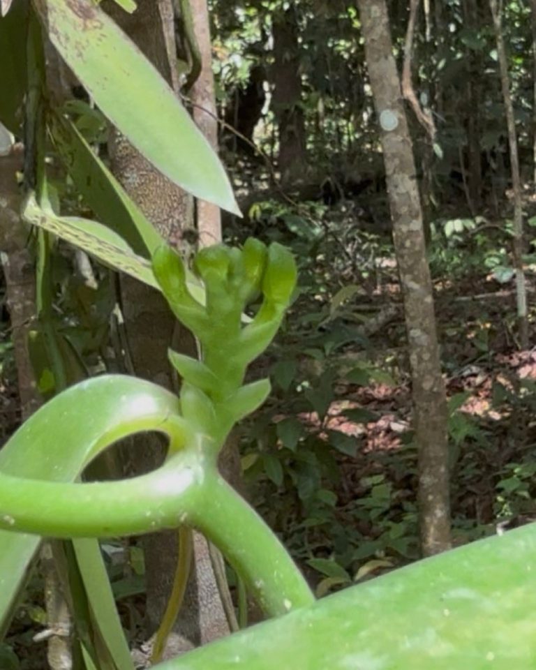 Début de formation d’une fleur de vanille sur une liane à la Vanilleraie Wild Forest en Guadeloupe, avant l’éclosion complète.