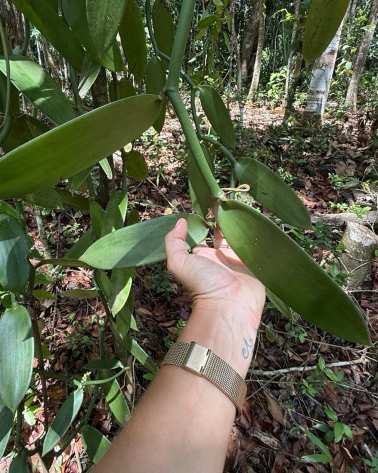 Main tenant une liane de vanille avec ses feuilles épaisses à la Vanilleraie Wild Forest en Guadeloupe.