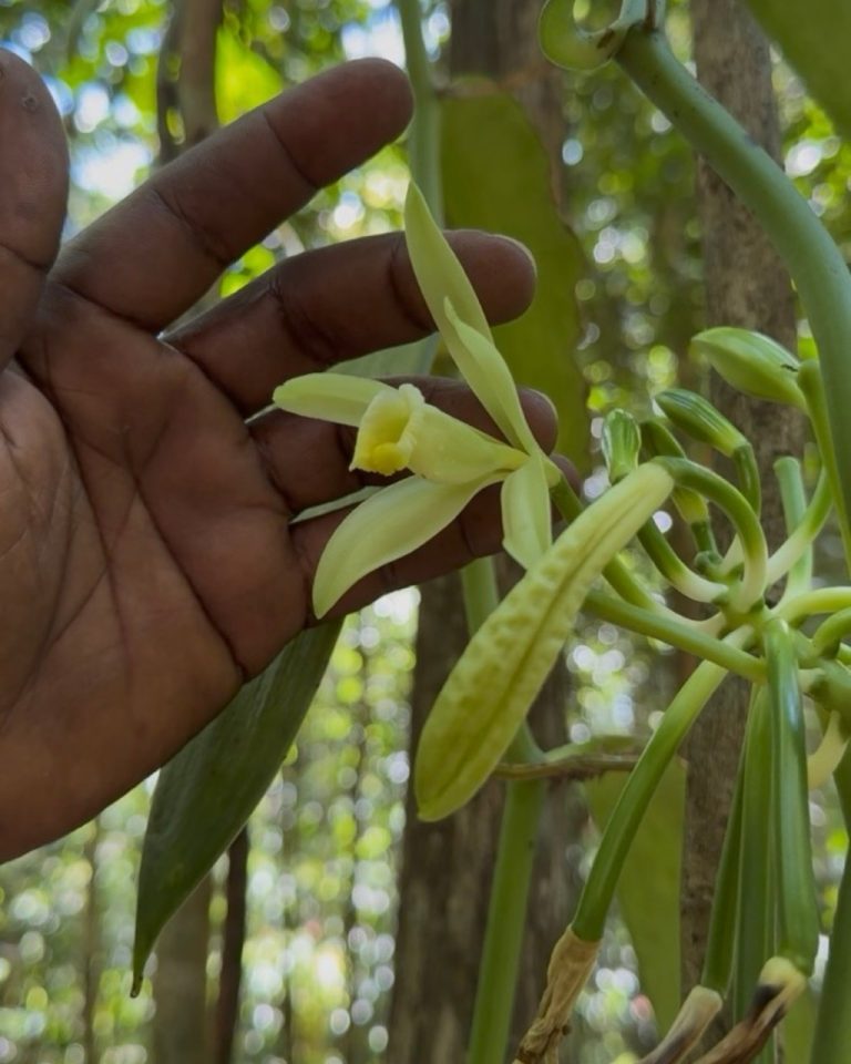 Fleur de vanille ouverte sur une liane à la Vanilleraie Wild Forest en Guadeloupe, avant la transformation en gousse de vanille.