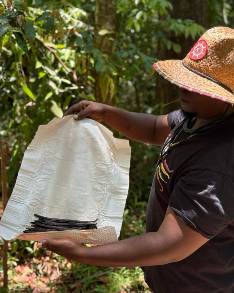 Didreau présente des gousses de vanille préparées à la Vanilleraie Wild Forest en Guadeloupe après les étapes de transformation et d’affinage.