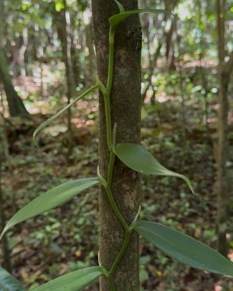 Jeune liane de vanille grimpant sur son support naturel au cœur de la forêt de la Vanilleraie Wild Forest en Guadeloupe.