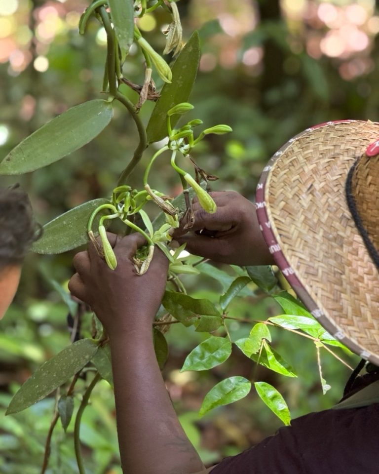 Pollinisation manuelle des fleurs de vanille à la Vanilleraie Wild Forest en Guadeloupe, une étape essentielle dans la culture de la vanille.