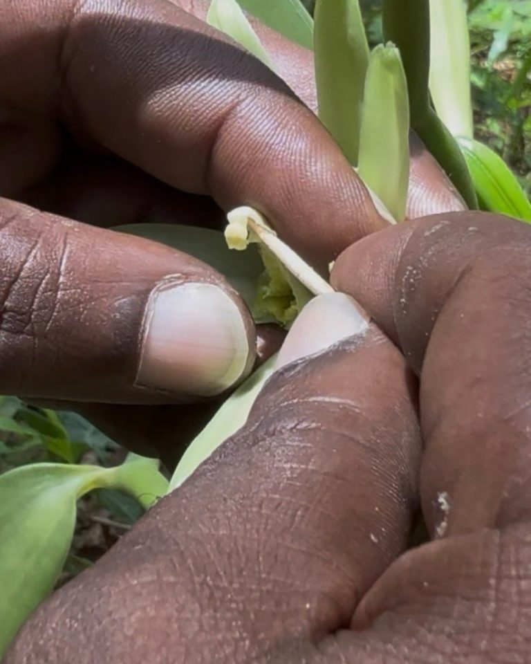 Démonstration de la technique de pollinisation manuelle d’une fleur de vanille à la Vanilleraie Wild Forest en Guadeloupe.