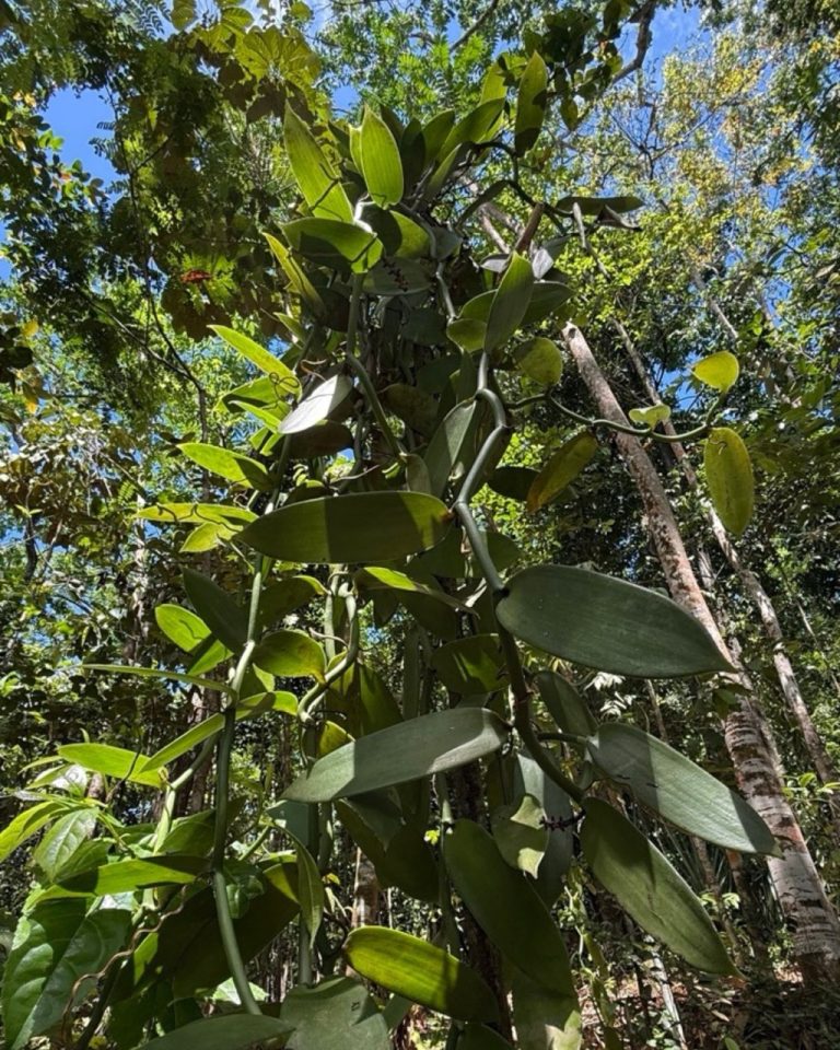 Grande liane de vanille grimpant sur les arbres au sein de la forêt tropicale de la Vanilleraie Wild Forest en Guadeloupe.